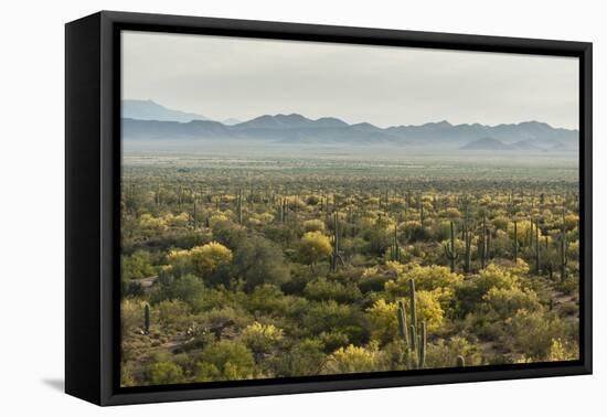 USA, Arizona, Saguaro National Park. Desert Landscape-Cathy & Gordon Illg-Framed Premier Image Canvas