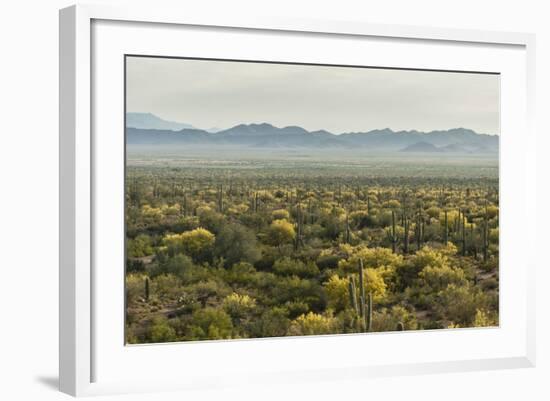 USA, Arizona, Saguaro National Park. Desert Landscape-Cathy & Gordon Illg-Framed Photographic Print