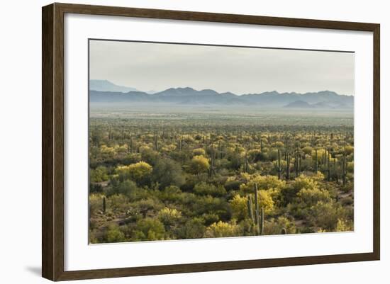 USA, Arizona, Saguaro National Park. Desert Landscape-Cathy & Gordon Illg-Framed Photographic Print