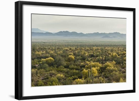 USA, Arizona, Saguaro National Park. Desert Landscape-Cathy & Gordon Illg-Framed Photographic Print