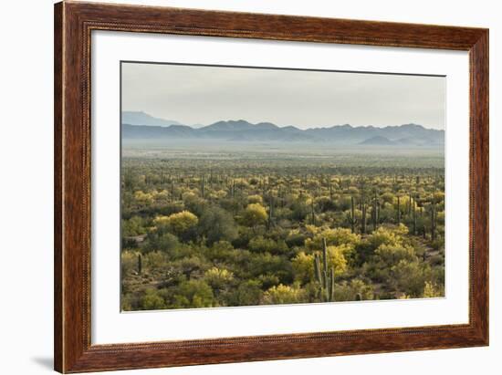 USA, Arizona, Saguaro National Park. Desert Landscape-Cathy & Gordon Illg-Framed Photographic Print