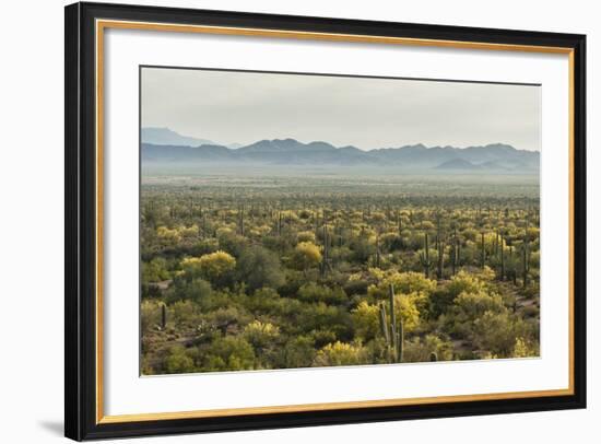 USA, Arizona, Saguaro National Park. Desert Landscape-Cathy & Gordon Illg-Framed Photographic Print