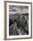 USA, Arizona, Saguaro National Park. Petroglyphs on Signal Hill-Dennis Flaherty-Framed Photographic Print