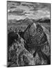 USA, Arizona, Saguaro National Park. Petroglyphs on Signal Hill-Dennis Flaherty-Mounted Photographic Print
