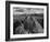 USA, Arizona, Saguaro National Park. Petroglyphs on Signal Hill-Dennis Flaherty-Framed Photographic Print