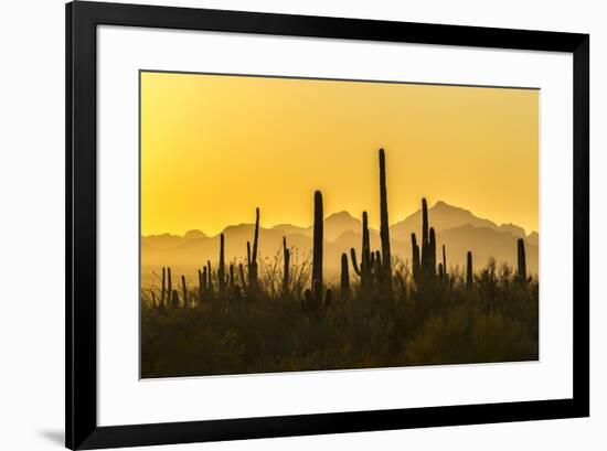 USA, Arizona, Saguaro National Park. Sonoran Desert at sunset.-Jaynes Gallery-Framed Premium Photographic Print