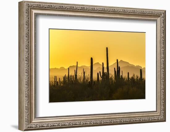 USA, Arizona, Saguaro National Park. Sonoran Desert at sunset.-Jaynes Gallery-Framed Photographic Print