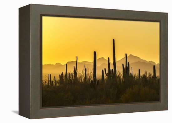 USA, Arizona, Saguaro National Park. Sonoran Desert at sunset.-Jaynes Gallery-Framed Premier Image Canvas