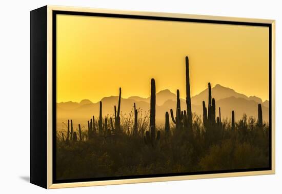 USA, Arizona, Saguaro National Park. Sonoran Desert at sunset.-Jaynes Gallery-Framed Premier Image Canvas
