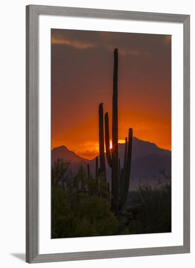 USA, Arizona, Saguaro National Park. Sunset on Desert Landscape-Cathy & Gordon Illg-Framed Photographic Print