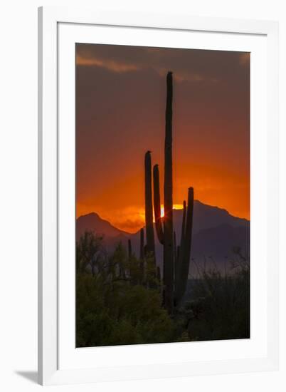 USA, Arizona, Saguaro National Park. Sunset on Desert Landscape-Cathy & Gordon Illg-Framed Photographic Print