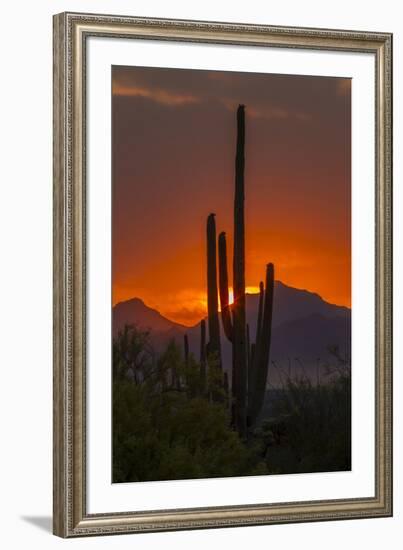 USA, Arizona, Saguaro National Park. Sunset on Desert Landscape-Cathy & Gordon Illg-Framed Photographic Print