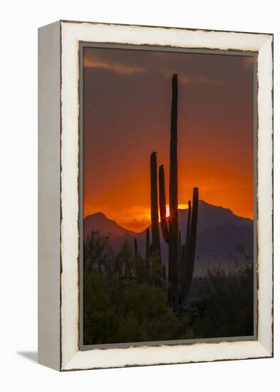 USA, Arizona, Saguaro National Park. Sunset on Desert Landscape-Cathy & Gordon Illg-Framed Premier Image Canvas