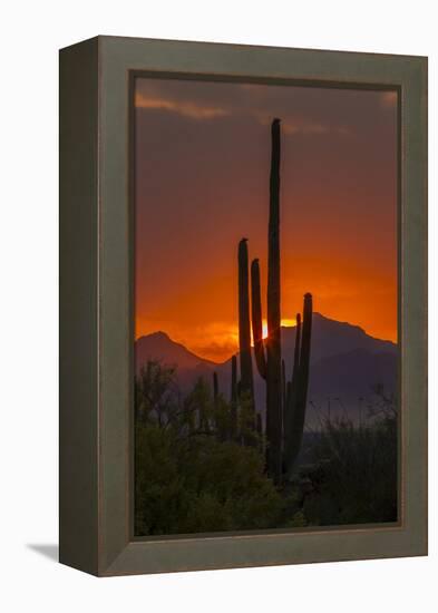 USA, Arizona, Saguaro National Park. Sunset on Desert Landscape-Cathy & Gordon Illg-Framed Premier Image Canvas