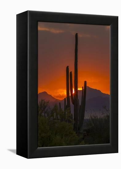 USA, Arizona, Saguaro National Park. Sunset on Desert Landscape-Cathy & Gordon Illg-Framed Premier Image Canvas