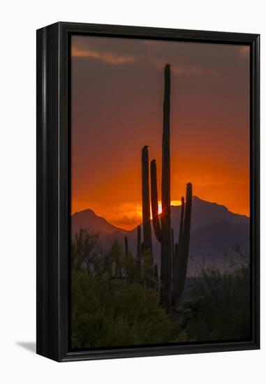 USA, Arizona, Saguaro National Park. Sunset on Desert Landscape-Cathy & Gordon Illg-Framed Premier Image Canvas