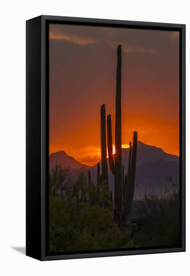 USA, Arizona, Saguaro National Park. Sunset on Desert Landscape-Cathy & Gordon Illg-Framed Premier Image Canvas