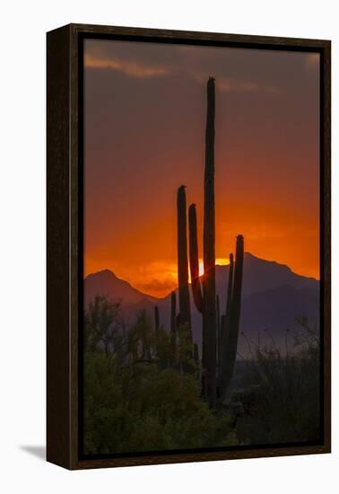 USA, Arizona, Saguaro National Park. Sunset on Desert Landscape-Cathy & Gordon Illg-Framed Premier Image Canvas