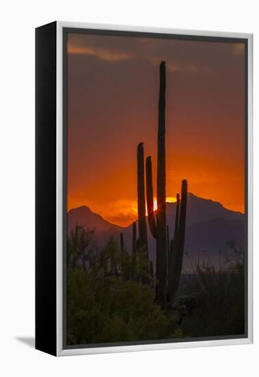 USA, Arizona, Saguaro National Park. Sunset on Desert Landscape-Cathy & Gordon Illg-Framed Premier Image Canvas