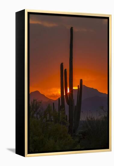 USA, Arizona, Saguaro National Park. Sunset on Desert Landscape-Cathy & Gordon Illg-Framed Premier Image Canvas