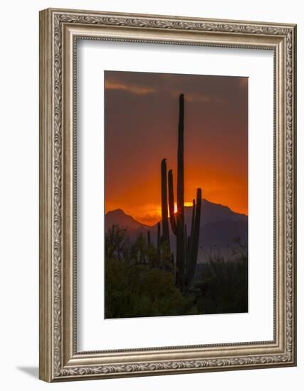 USA, Arizona, Saguaro National Park. Sunset on Desert Landscape-Cathy & Gordon Illg-Framed Photographic Print