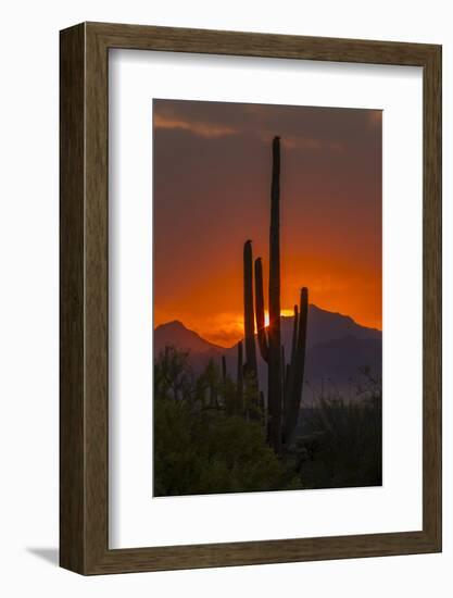 USA, Arizona, Saguaro National Park. Sunset on Desert Landscape-Cathy & Gordon Illg-Framed Photographic Print