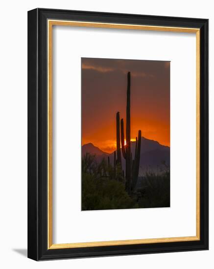 USA, Arizona, Saguaro National Park. Sunset on Desert Landscape-Cathy & Gordon Illg-Framed Photographic Print