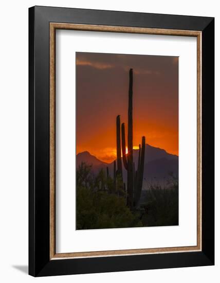 USA, Arizona, Saguaro National Park. Sunset on Desert Landscape-Cathy & Gordon Illg-Framed Photographic Print