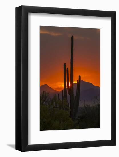 USA, Arizona, Saguaro National Park. Sunset on Desert Landscape-Cathy & Gordon Illg-Framed Photographic Print