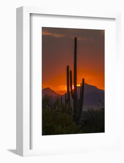 USA, Arizona, Saguaro National Park. Sunset on Desert Landscape-Cathy & Gordon Illg-Framed Photographic Print