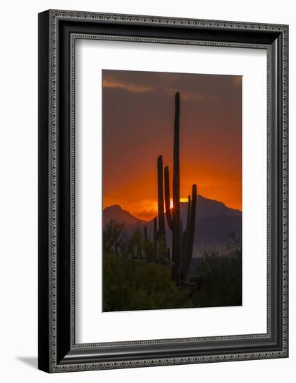 USA, Arizona, Saguaro National Park. Sunset on Desert Landscape-Cathy & Gordon Illg-Framed Photographic Print