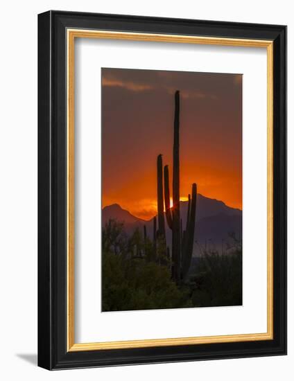 USA, Arizona, Saguaro National Park. Sunset on Desert Landscape-Cathy & Gordon Illg-Framed Photographic Print
