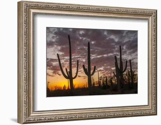 USA, Arizona, Saguaro National Park. Sunset on Desert Landscape-Cathy & Gordon Illg-Framed Photographic Print