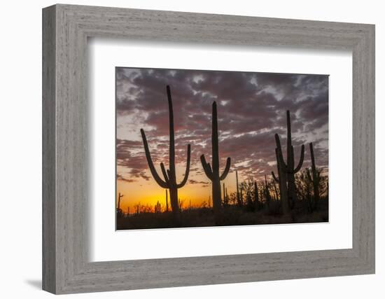 USA, Arizona, Saguaro National Park. Sunset on Desert Landscape-Cathy & Gordon Illg-Framed Photographic Print