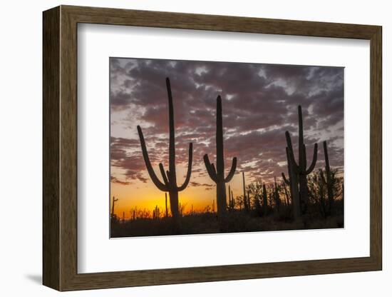 USA, Arizona, Saguaro National Park. Sunset on Desert Landscape-Cathy & Gordon Illg-Framed Photographic Print