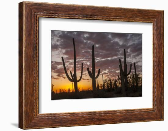 USA, Arizona, Saguaro National Park. Sunset on Desert Landscape-Cathy & Gordon Illg-Framed Photographic Print