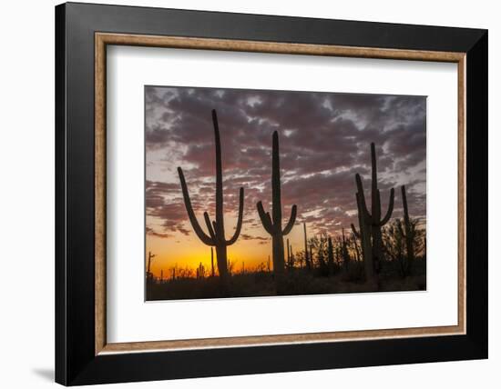 USA, Arizona, Saguaro National Park. Sunset on Desert Landscape-Cathy & Gordon Illg-Framed Photographic Print