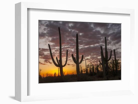 USA, Arizona, Saguaro National Park. Sunset on Desert Landscape-Cathy & Gordon Illg-Framed Photographic Print