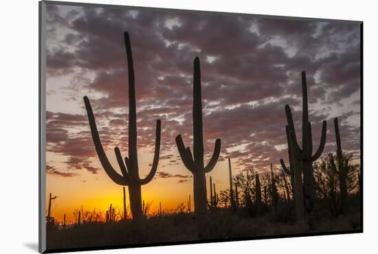 USA, Arizona, Saguaro National Park. Sunset on Desert Landscape-Cathy & Gordon Illg-Mounted Photographic Print