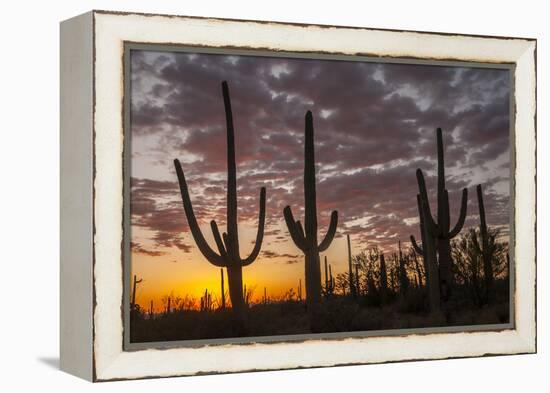 USA, Arizona, Saguaro National Park. Sunset on Desert Landscape-Cathy & Gordon Illg-Framed Premier Image Canvas