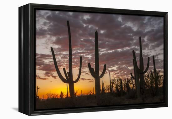 USA, Arizona, Saguaro National Park. Sunset on Desert Landscape-Cathy & Gordon Illg-Framed Premier Image Canvas