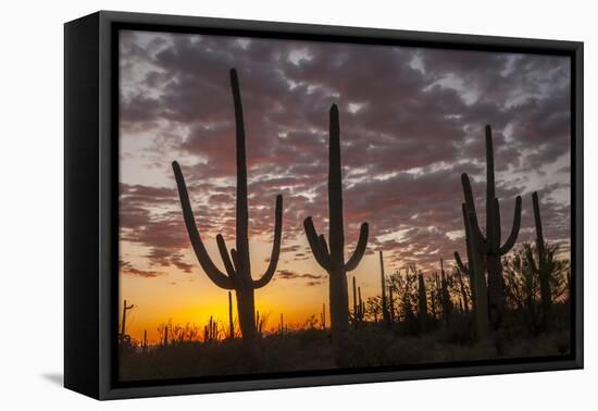 USA, Arizona, Saguaro National Park. Sunset on Desert Landscape-Cathy & Gordon Illg-Framed Premier Image Canvas