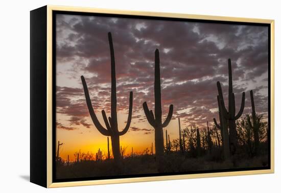 USA, Arizona, Saguaro National Park. Sunset on Desert Landscape-Cathy & Gordon Illg-Framed Premier Image Canvas