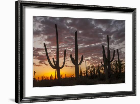 USA, Arizona, Saguaro National Park. Sunset on Desert Landscape-Cathy & Gordon Illg-Framed Photographic Print