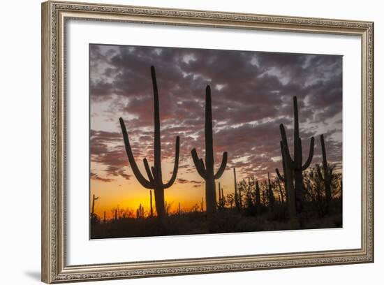 USA, Arizona, Saguaro National Park. Sunset on Desert Landscape-Cathy & Gordon Illg-Framed Photographic Print