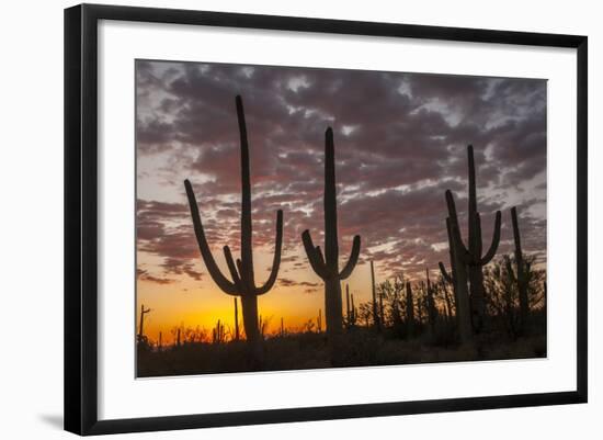 USA, Arizona, Saguaro National Park. Sunset on Desert Landscape-Cathy & Gordon Illg-Framed Photographic Print