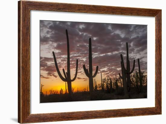 USA, Arizona, Saguaro National Park. Sunset on Desert Landscape-Cathy & Gordon Illg-Framed Photographic Print