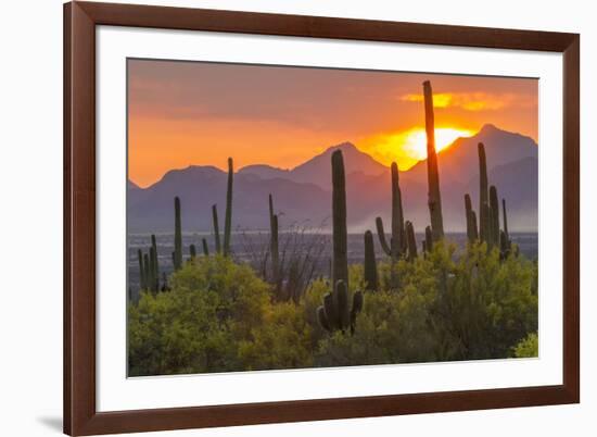 USA, Arizona, Saguaro National Park. Sunset on Desert Landscape-Cathy & Gordon Illg-Framed Photographic Print