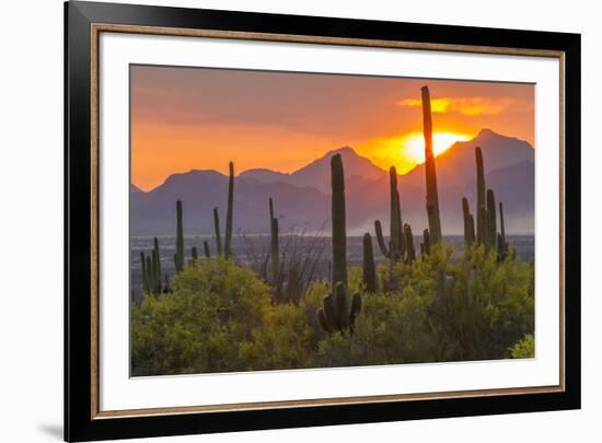 USA, Arizona, Saguaro National Park. Sunset on Desert Landscape-Cathy & Gordon Illg-Framed Photographic Print