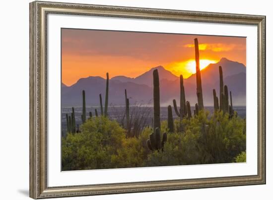 USA, Arizona, Saguaro National Park. Sunset on Desert Landscape-Cathy & Gordon Illg-Framed Photographic Print